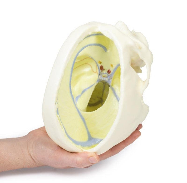 Skull 3D Printed Anatomy Model