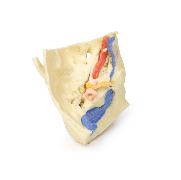 Skull 3D Printed Anatomy Model
