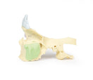 Switch Opposite side of the paranasal sinus model 2 image