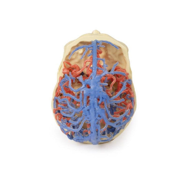 Superior Aspect of the Arterial and Venous Circulation Model