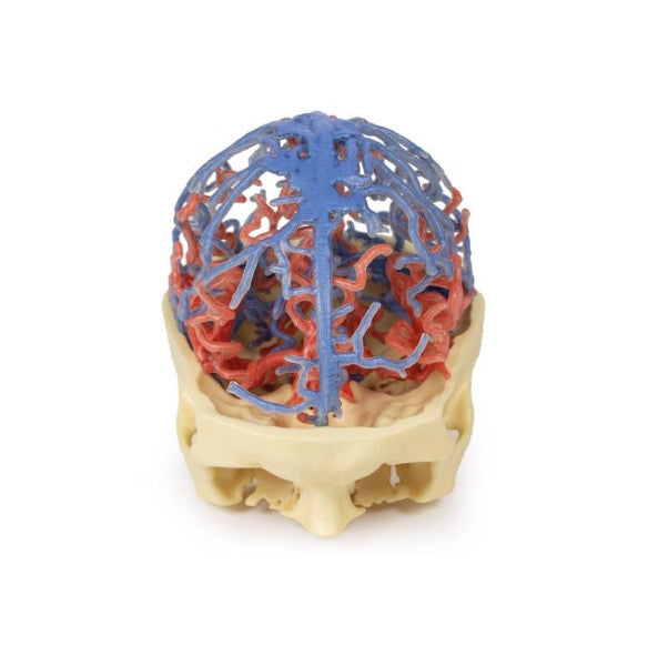 Arterial Circulation 3D Printed Anatomy Model