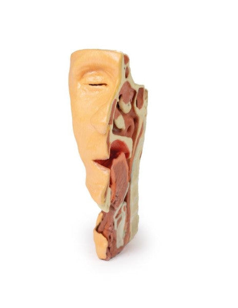 Deep Face/Infratemporal Fossa 3D Printed Anatomy Model