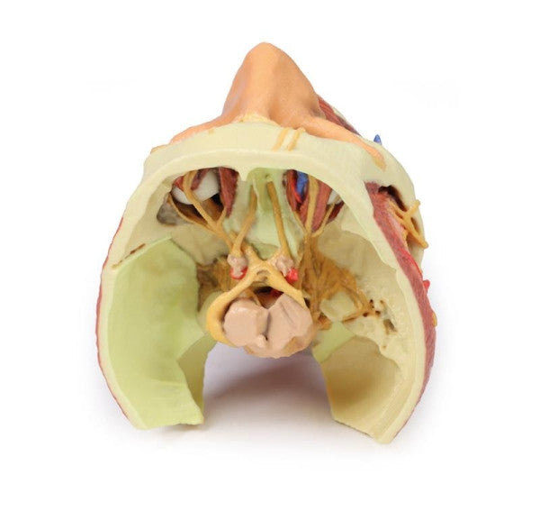 Head and Neck 3D Printed Anatomy Model