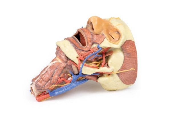 Head and Neck 3D Printed Anatomy Model
