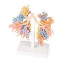 Switch Posterior Aspect of the Bronchial Tree 3D Printed Anatomy Model 2 image