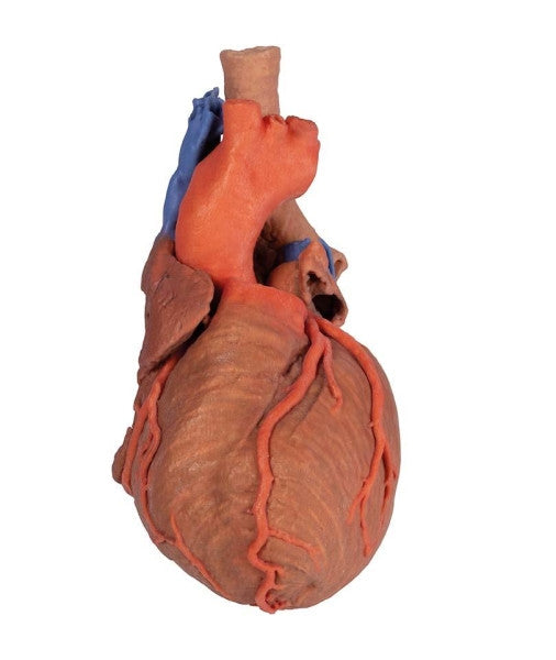 Heart 3D Printed Anatomy Model