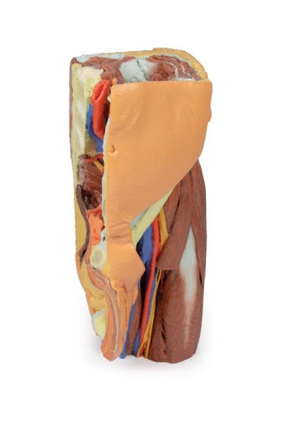 Male Pelvis 3D Printed Anatomy Model