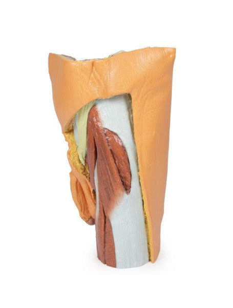 Male Pelvis 3D Printed Anatomy Model
