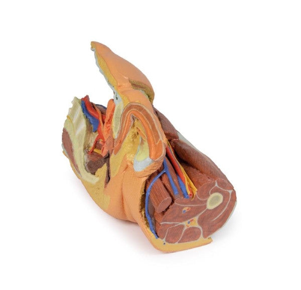 Male Pelvis 3D Printed Anatomy Model