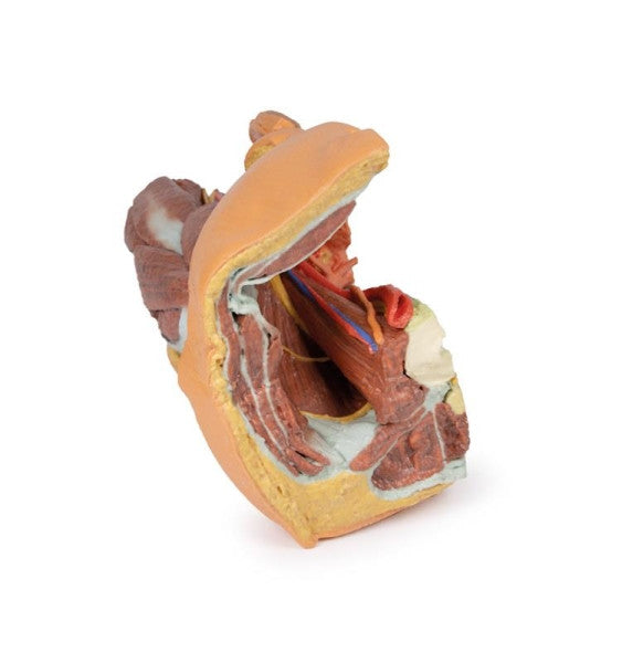 Male Pelvis 3D Printed Anatomy Model
