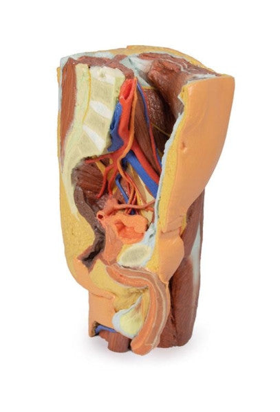 Male Pelvis 3D Printed Anatomy Model