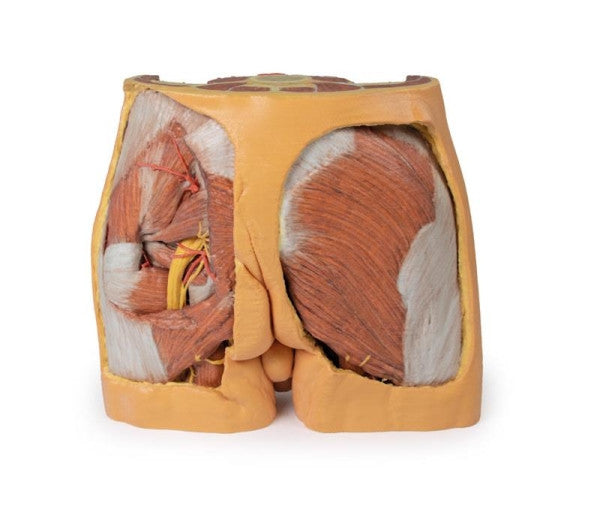 Male Pelvis 3D Printed Anatomy Model