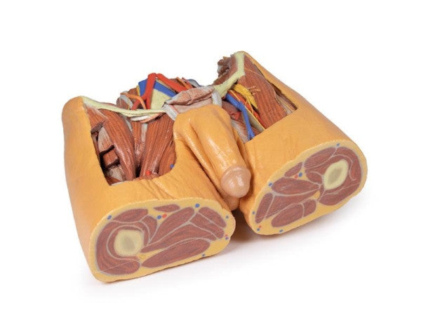 Male Pelvis 3D Printed Anatomy Model
