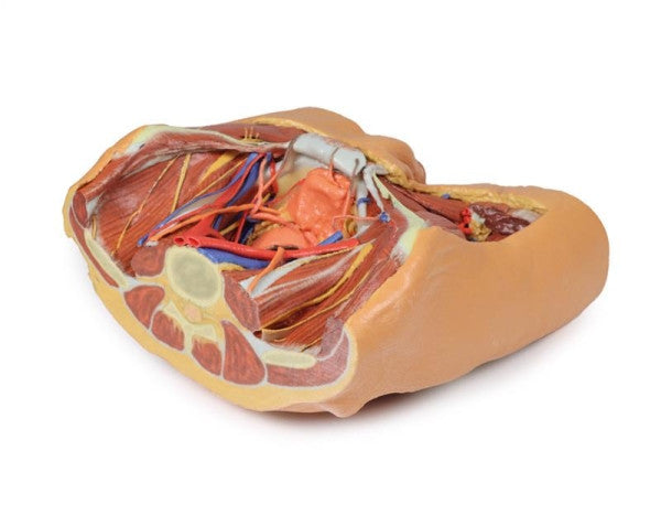 Male Pelvis 3D Printed Anatomy Model