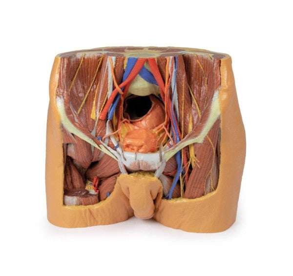 Male Pelvis 3D Printed Anatomy Model