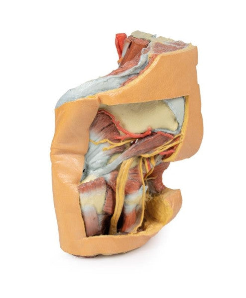 Female Pelvis 3D Printed Anatomy Model