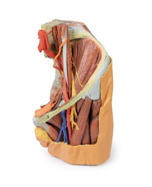 Female Pelvis 3D Printed Anatomy Model