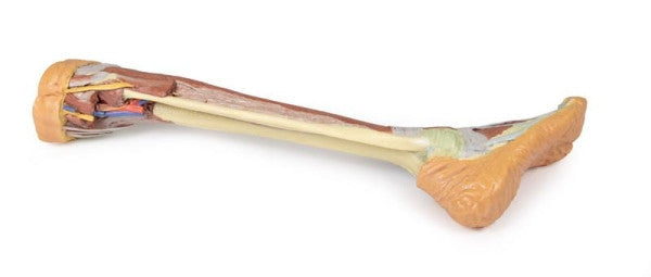 Posterior aspect of the lower limb (deep dissection) model