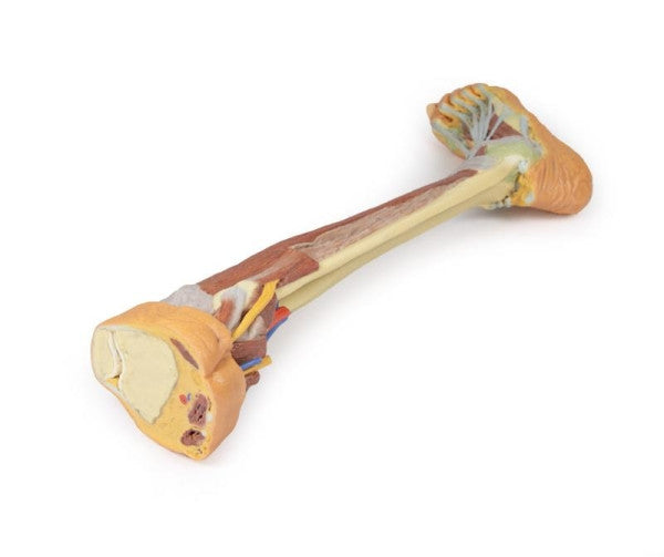 Superior view of the lower limb (deep dissection) model