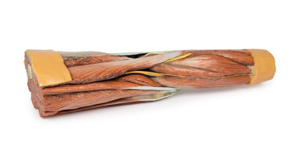 Posterior aspect of the lower limb (musculature) model