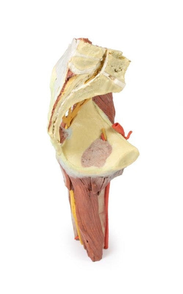 Frontal view of the lower limb (deep dissection of a left pelvis and thigh) model