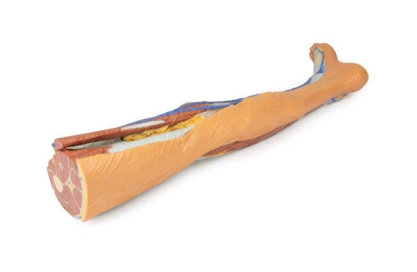 Lower Limb 3D Printed Anatomy Model