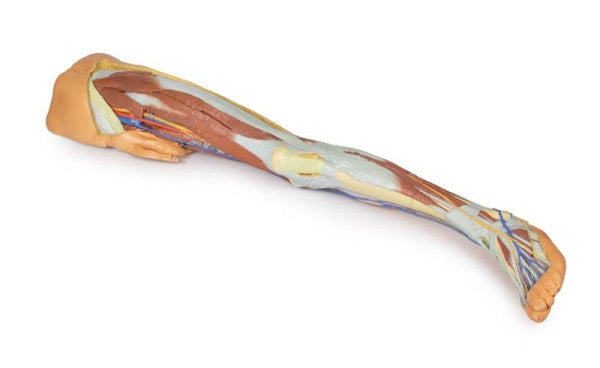 Lower Limb 3D Printed Anatomy Model