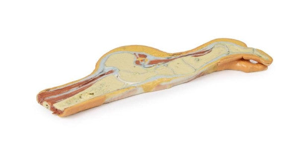 Parasagittal cross-section model of the foot