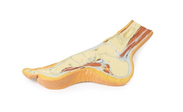 Foot 3D Printed Anatomy Model