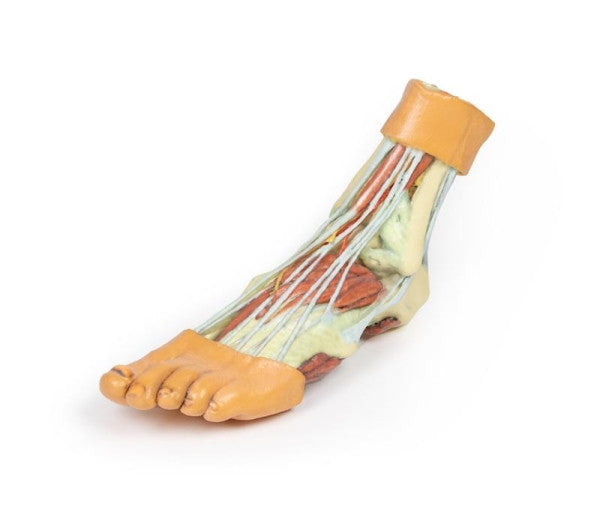 Foot 3D Printed Anatomy Model
