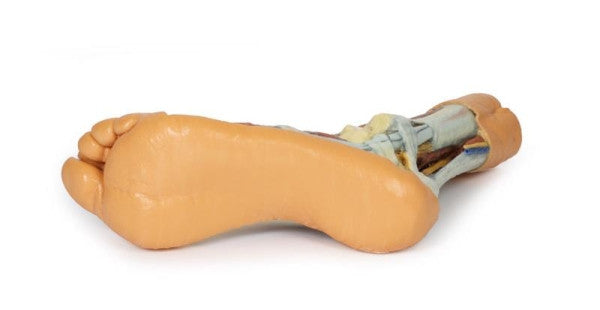 Foot 3D Printed Anatomy Model