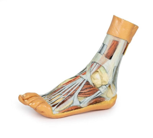 Foot 3D Printed Anatomy Model