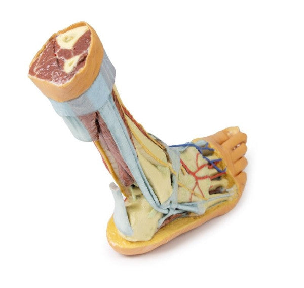 Posterior aspect of the foot (superficial and deep structures of the distal leg and foot) model