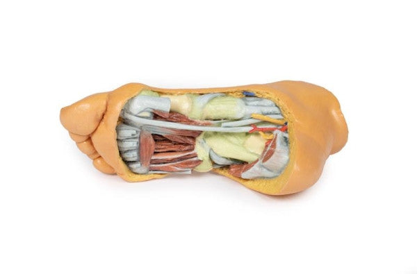 Foot 3D Printed Anatomy Model
