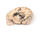 Switch Glioblastoma multiforme model 3 image
