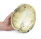 Switch Inferior Aspect of the Tertiary Syphilis 3D Printed Anatomy Model 2 image