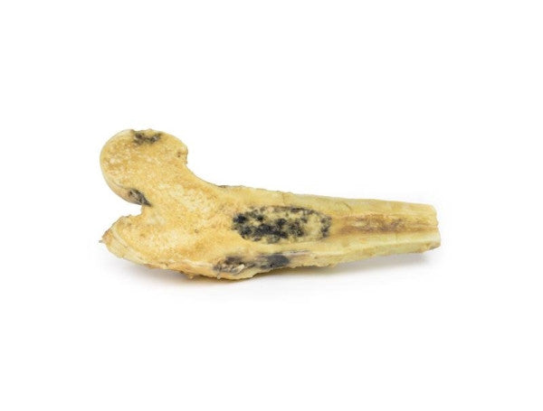 Osteosarcoma of Femur 3D Printed Anatomy Model