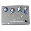 Switch Male Reproductive Systems Training Kit 3 image