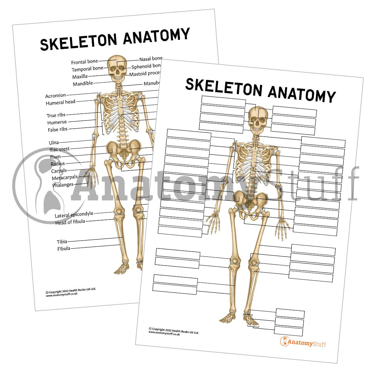 Skeleton Anatomy Poster / Worksheet  (Interactive & Printable PDF)