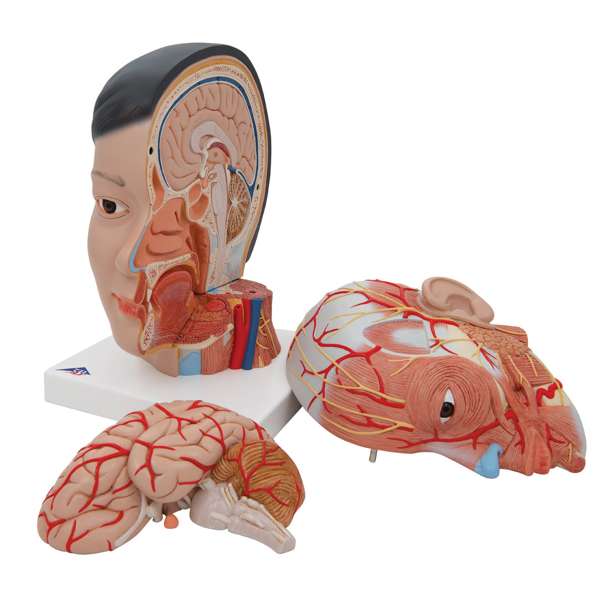 Deluxe Asian Head and Neck Model (4 Part)