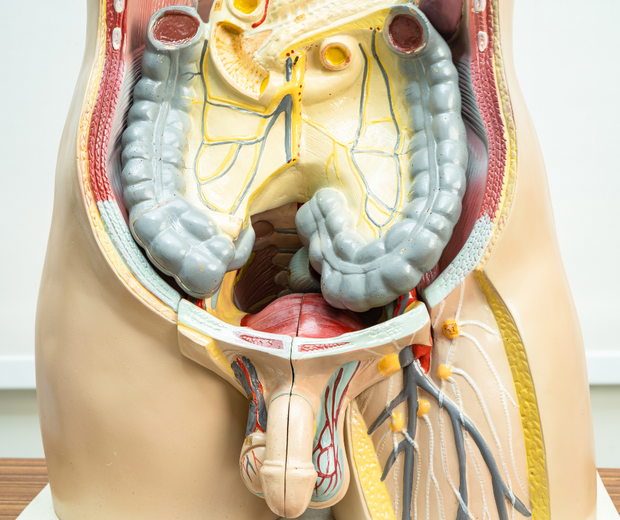 <strong>Anatomical Models</strong>