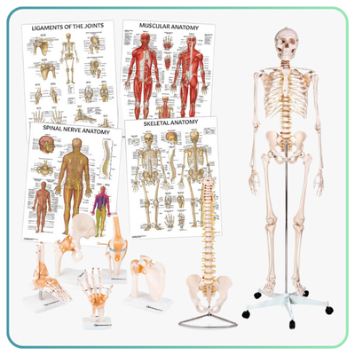 Model and Chart Collections