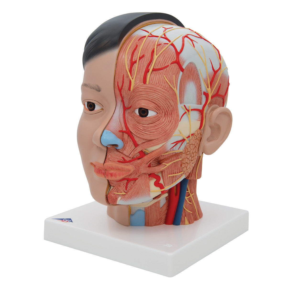 Deluxe Asian Head and Neck Model (4 Part)