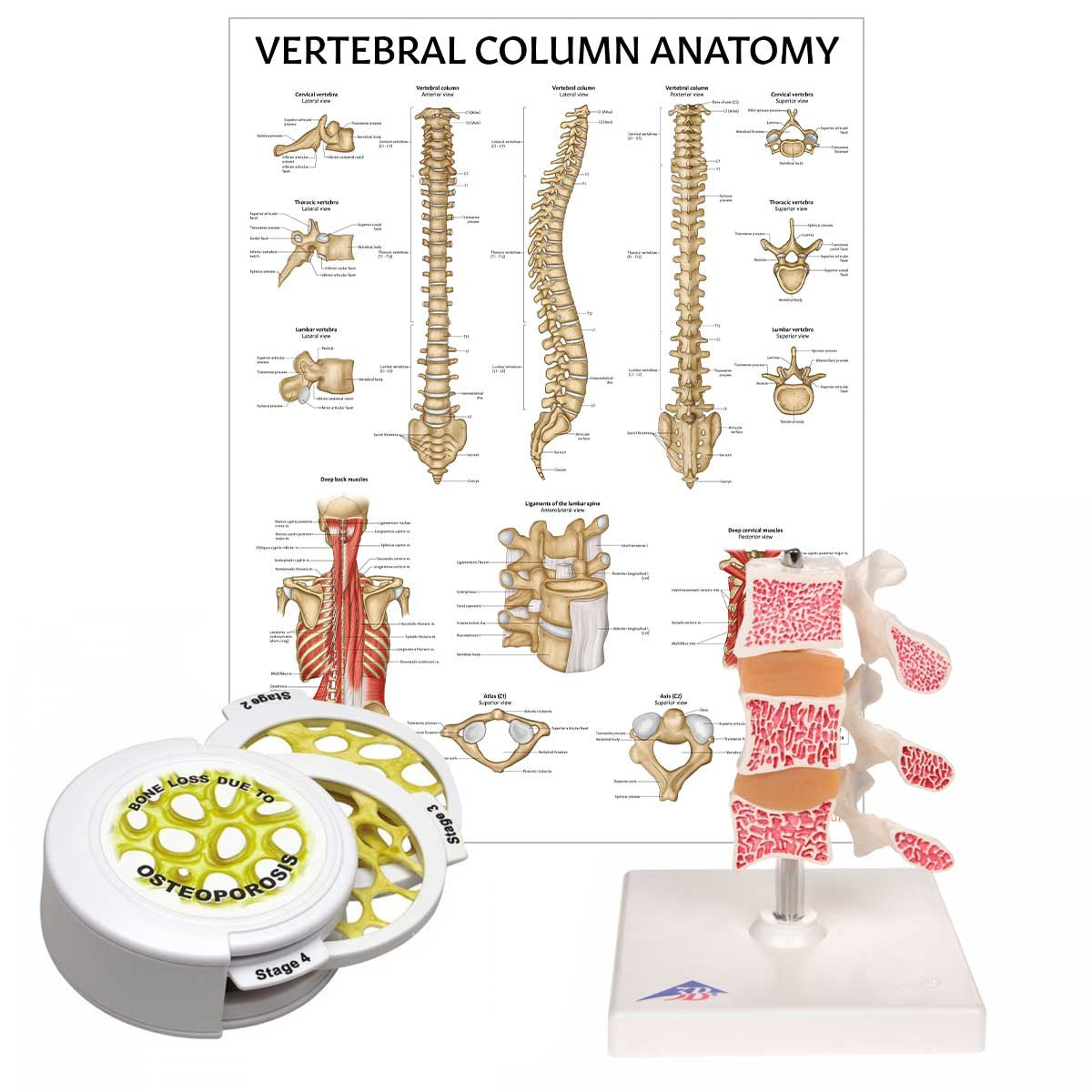 Osteoporosis Education Collection