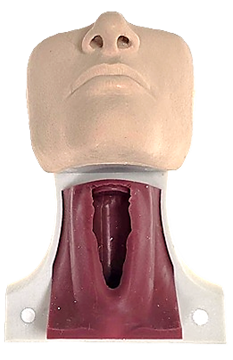 Adult Cric Trainer