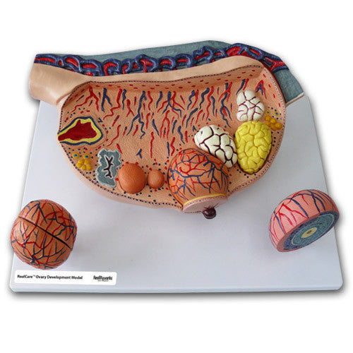 RealCare Human Reproductive Systems Kit