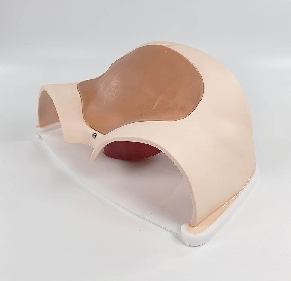 C-Section Trainer