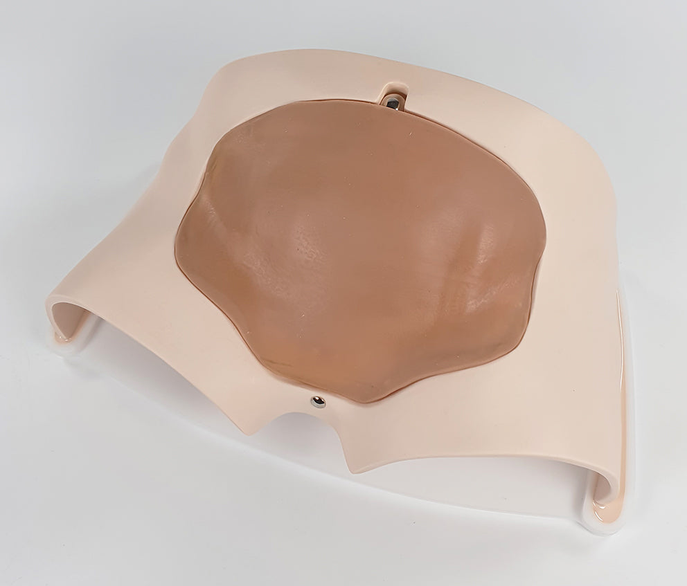 C-Section Trainer P-CSE-01 Image 3