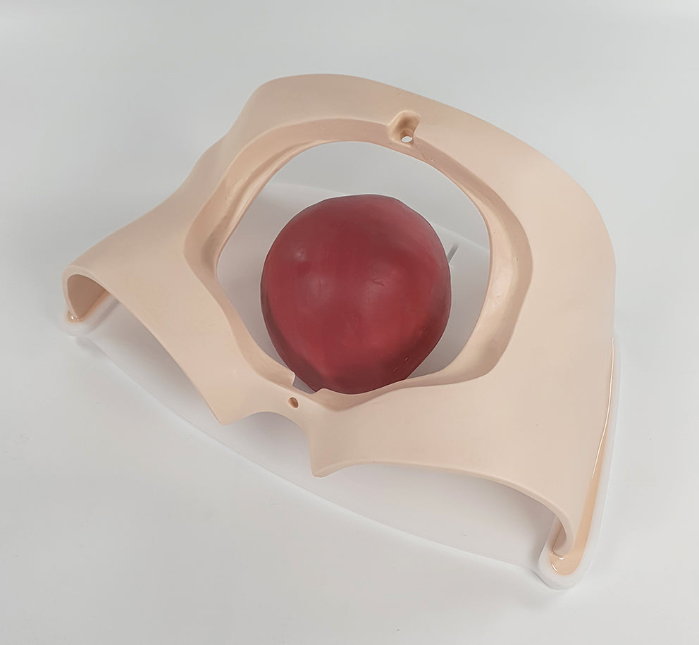 C-Section Trainer P-CSE-01 Image 4