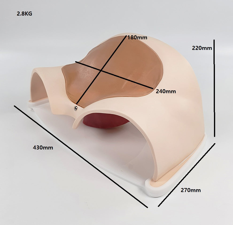 C-Section Trainer